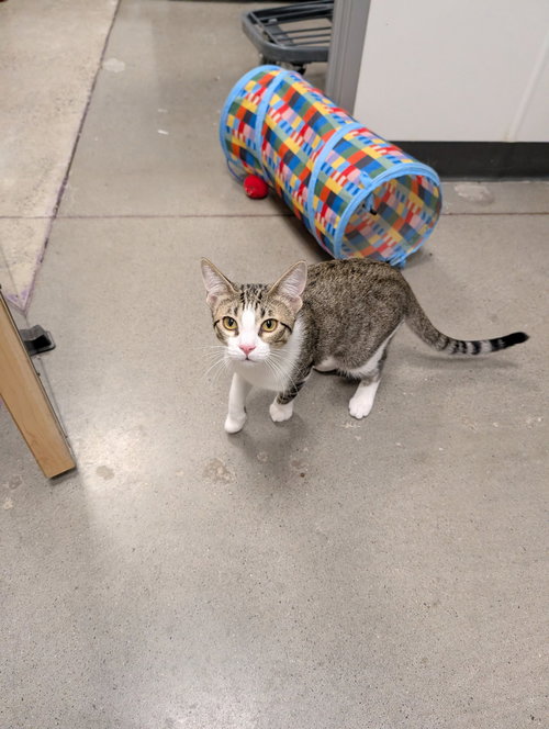 HONEY - Domestic Short Hair available for adoption