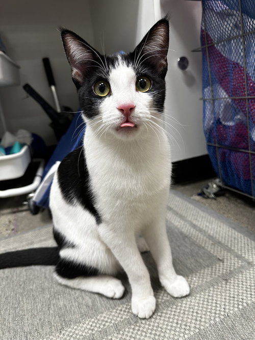 picture of the cat needing adoption