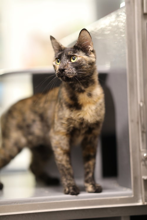 picture of the cat needing adoption