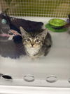 adoptable Cat in dallas, TX named Hennessey