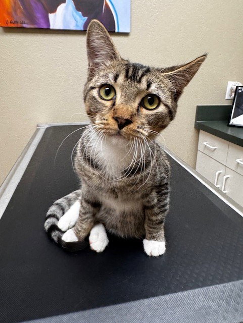 picture of the cat needing adoption