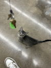 adoptable Cat in Plano, TX named Martini