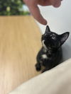 adoptable Cat in Plano, TX named Cosmopolitan
