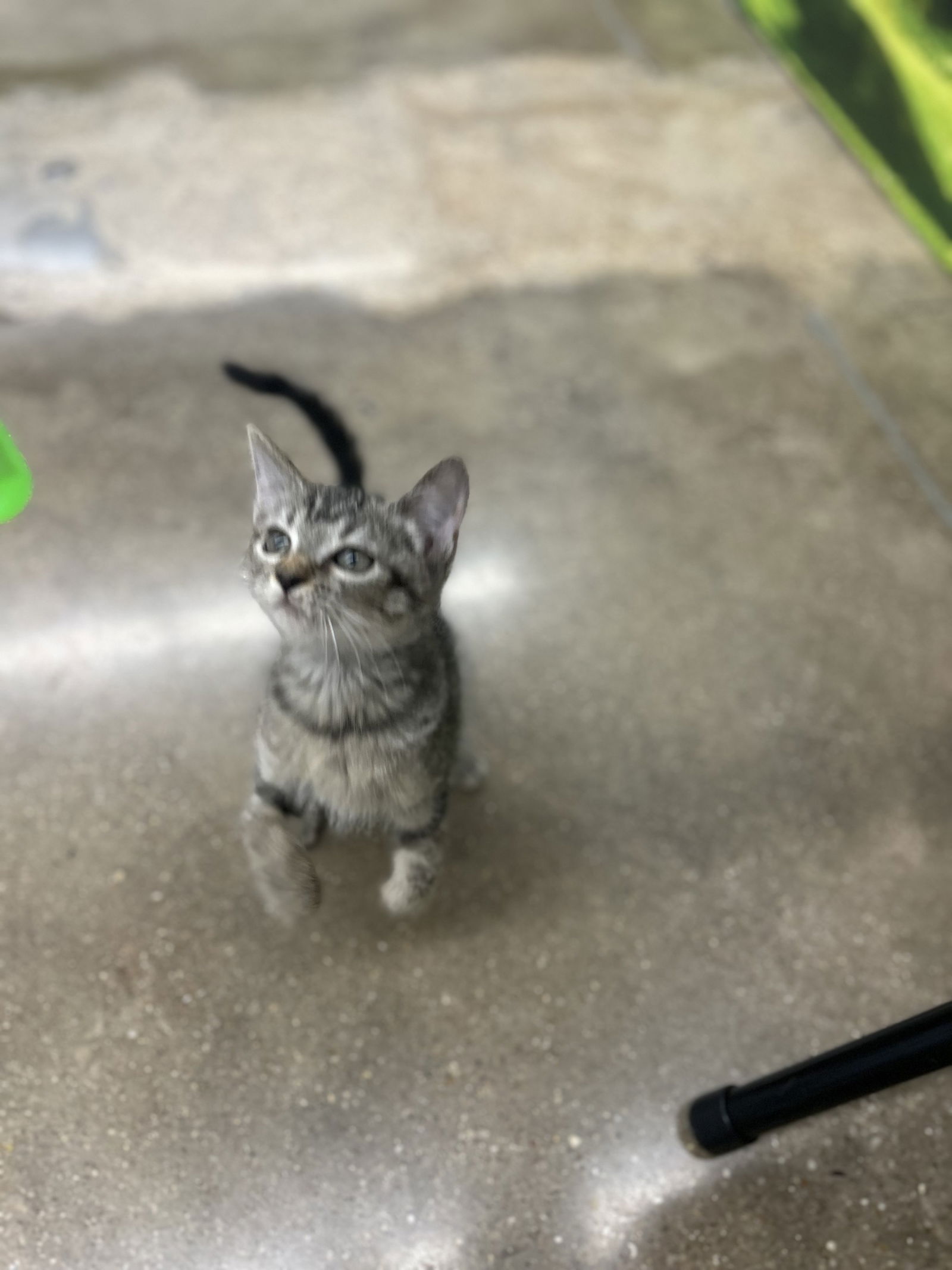 adoptable Cat in Plano, TX named Pomtini