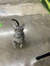 adoptable Cat in Plano, TX named Pomtini