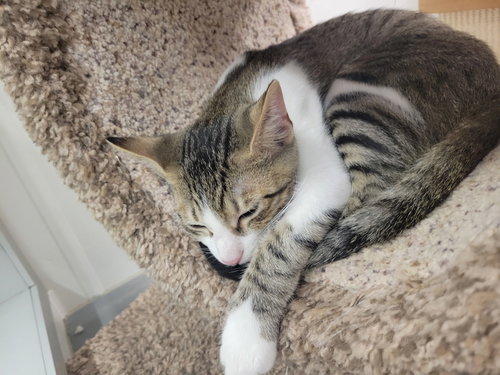 picture of the cat needing adoption