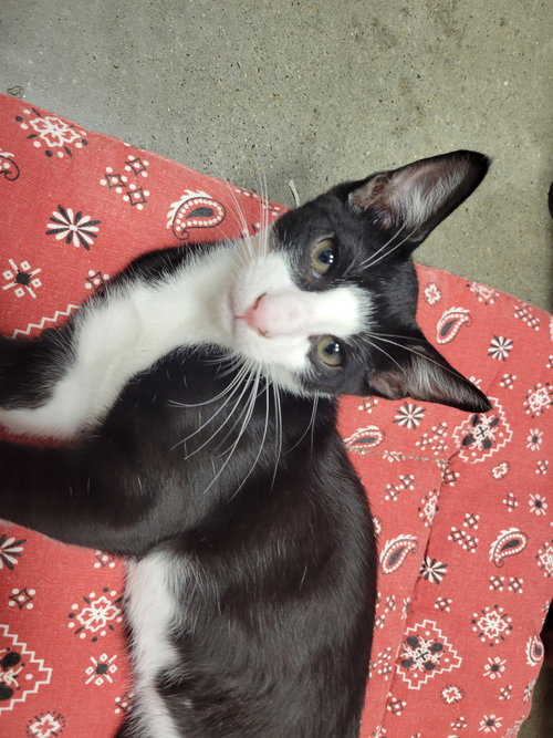 picture of the cat needing adoption