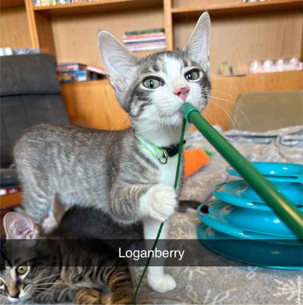 Loganberry