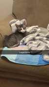 Loganberry - Photo 9