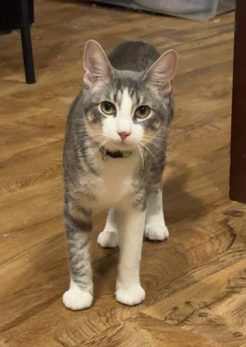 picture of the cat needing adoption