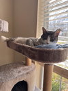 Loganberry - Photo 3