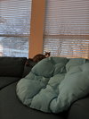 Loganberry - Photo 5