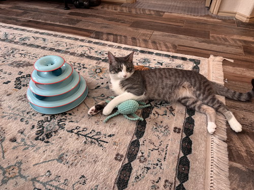 LOGANBERRY - Domestic Short Hair available for adoption