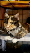 adoptable Cat in dallas, TX named Maple