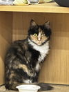 adoptable Cat in  named Maple