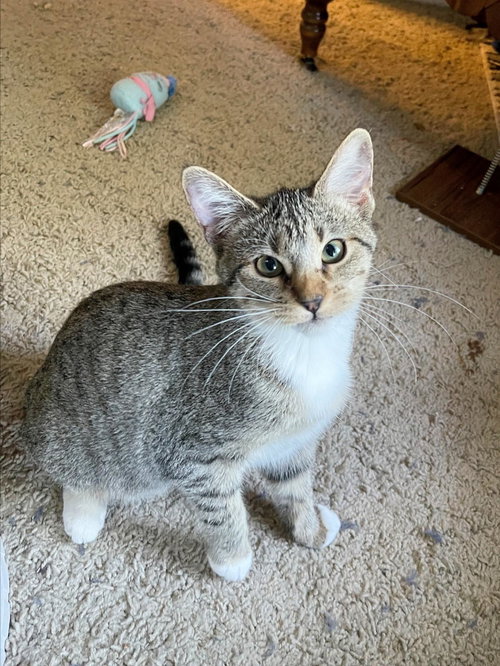 picture of the cat needing adoption