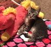 adoptable Cat in dallas, TX named Eufy