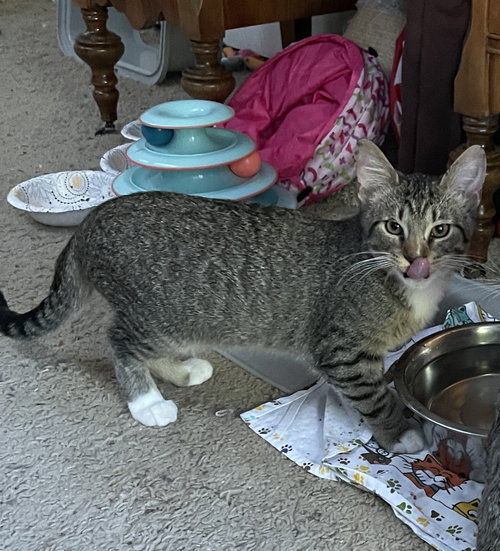picture of the cat needing adoption