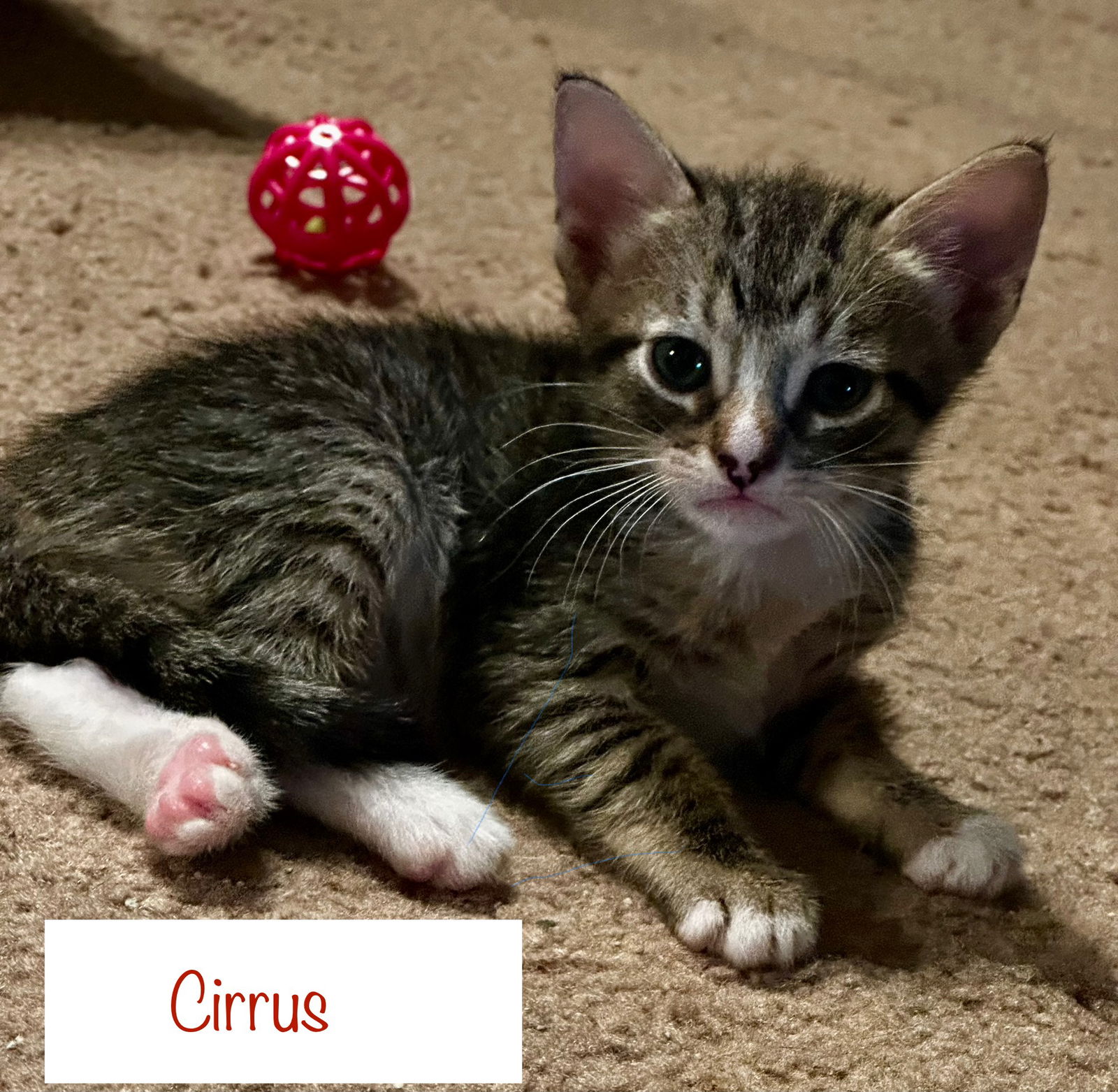 adoptable Cat in Dallas, TX named Cirrus