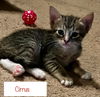 adoptable Cat in dallas, TX named Cirrus