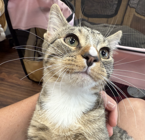 picture of the cat needing adoption