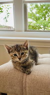 adoptable Cat in dallas, TX named Mimi