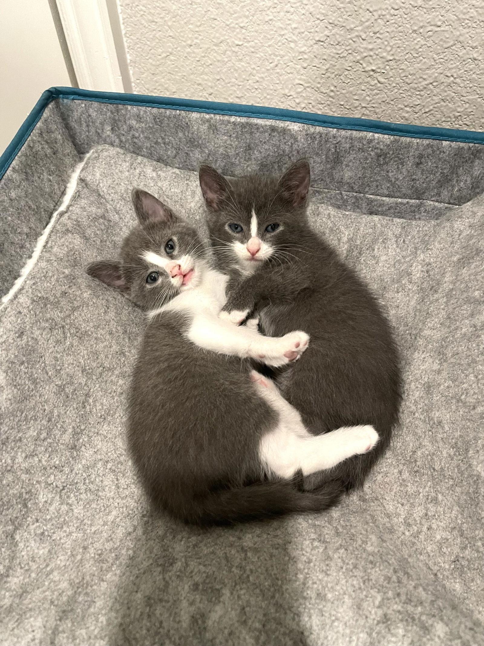 adoptable Cat in Dallas, TX named Mindy