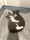 adoptable Cat in dallas, TX named Mindy