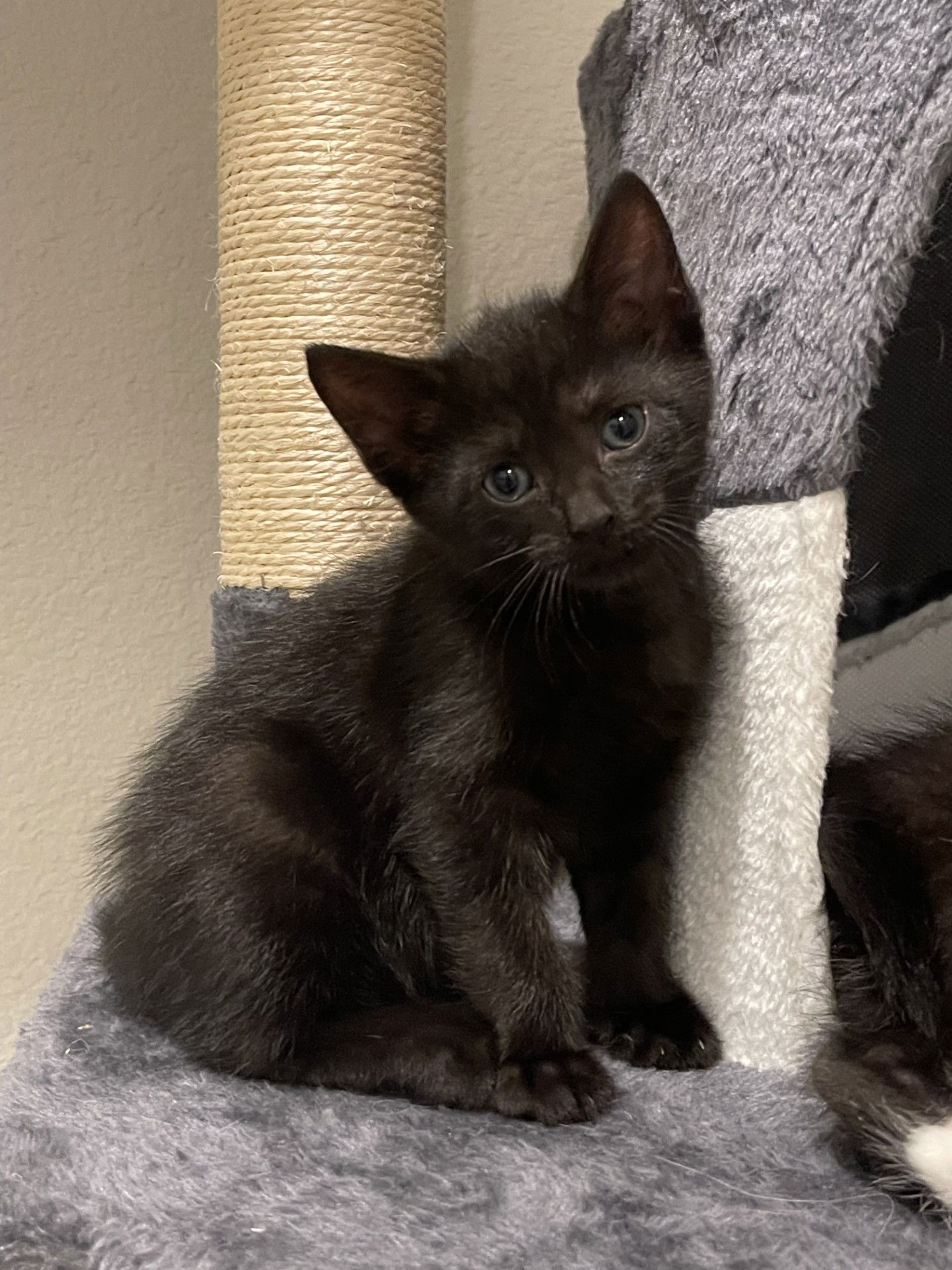 adoptable Cat in Dallas, TX named Moon