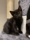 adoptable Cat in dallas, TX named Moon