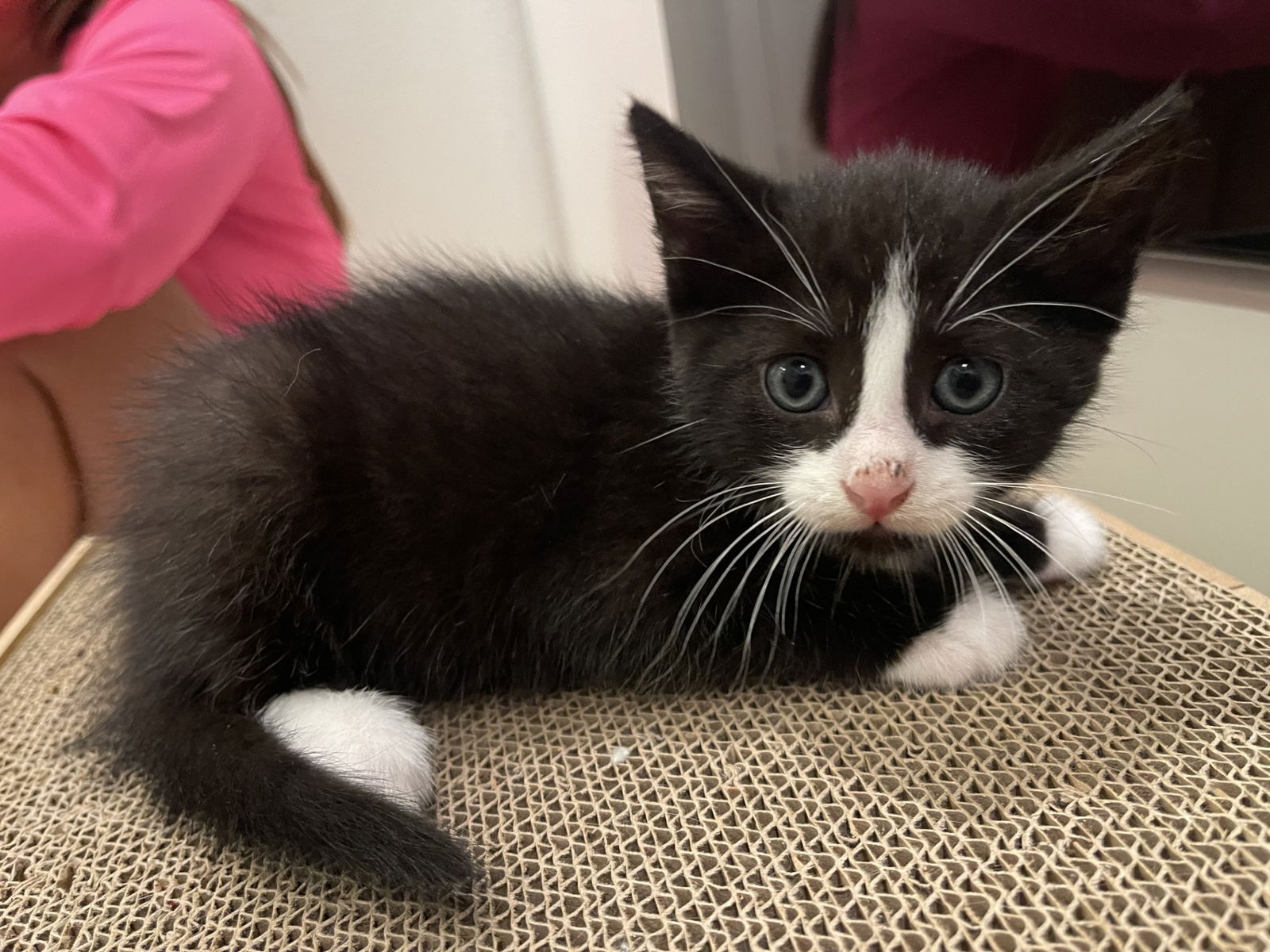 adoptable Cat in Dallas, TX named Mask
