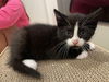 adoptable Cat in  named Mask
