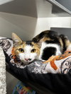 Lorelei - Photo 4