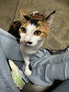 Lorelei - Photo 2