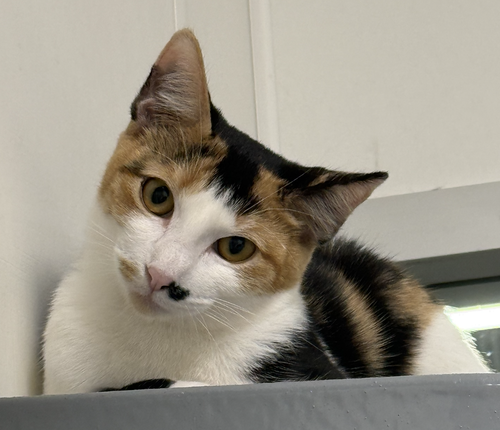 LORELEI - Domestic Short Hair available for adoption