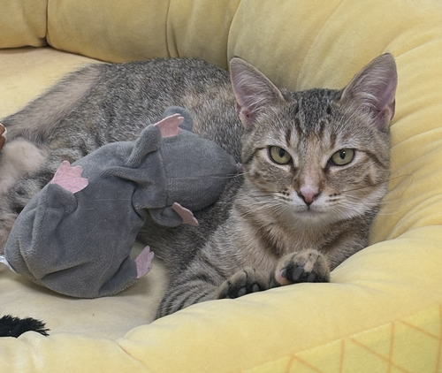 picture of the cat needing adoption