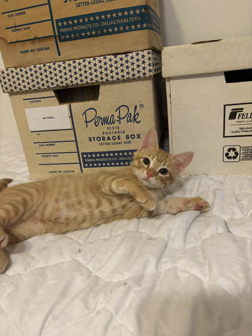 FANNY - Domestic Short Hair available for adoption