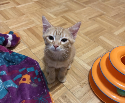 picture of the cat needing adoption