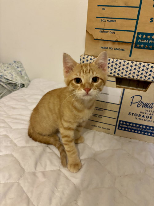 QUINCY - Domestic Short Hair available for adoption