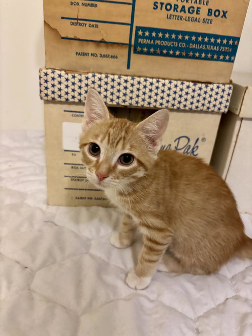 BIRDIE - Domestic Short Hair available for adoption