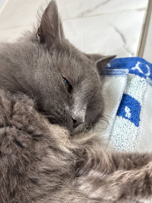 Penelope