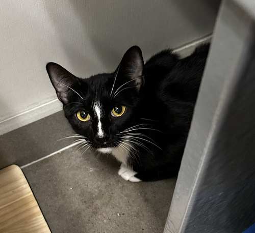picture of the cat needing adoption