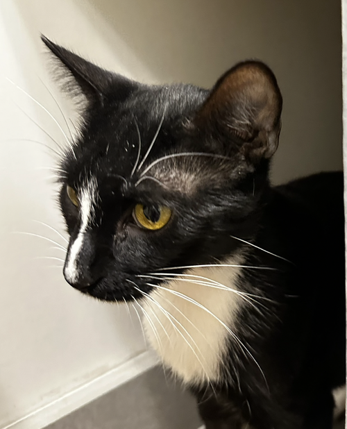 TWILIGHT - Domestic Short Hair available for adoption