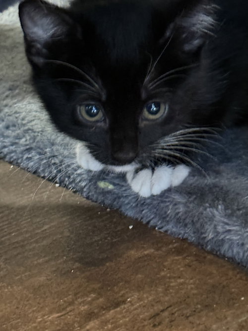 FLASH - Domestic Short Hair available for adoption
