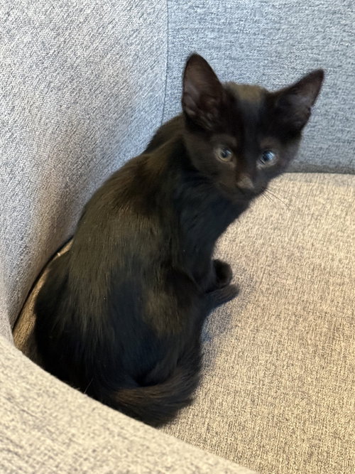 SALEM - Domestic Short Hair available for adoption