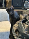 Salem - Photo 3