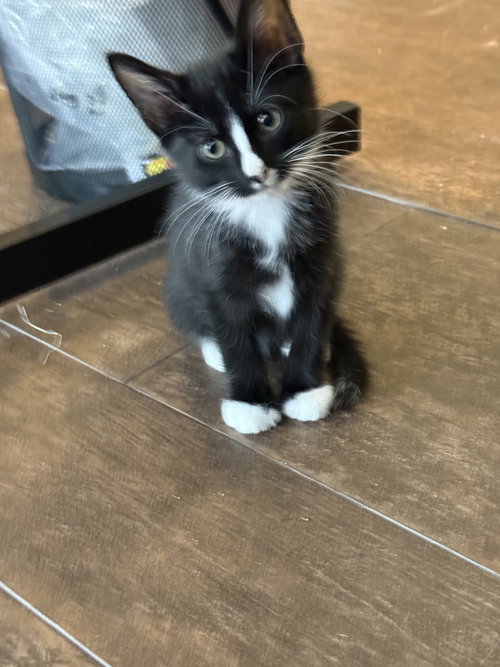 STORMY - Domestic Short Hair available for adoption