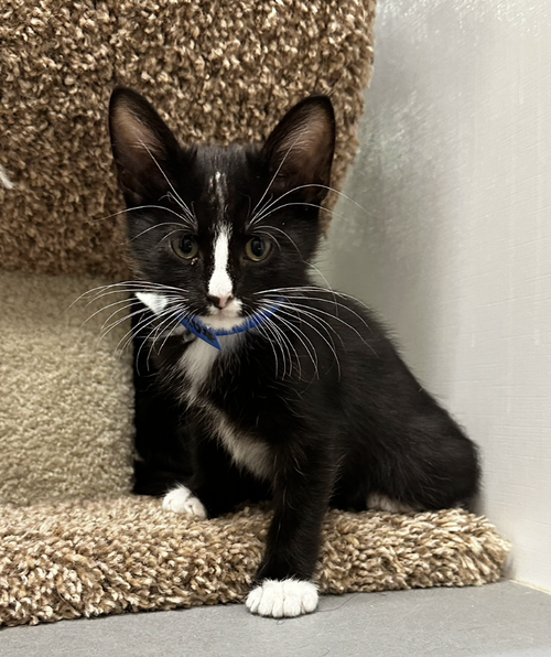 picture of the cat needing adoption