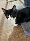 Felix - Photo 4