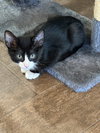 Felix - Photo 5